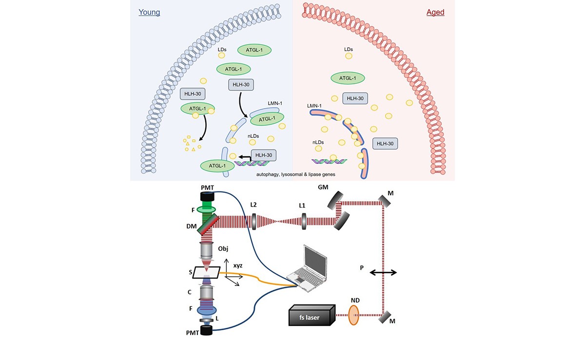 An innovative, non-invasive optical imaging technology allows ...