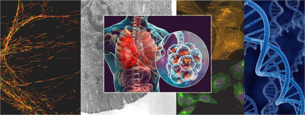 Announcement by the Laboratory of Biology: Flagship Action in Infectious Diseases – Significant 3.8 Million Euro Funding Success