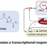 Development of novel phospholipase A2 inhibitors as an innovative targeted therapy for cancer, in particular leukemia