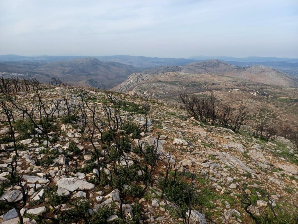 Εκδήλωση παρουσίασης των αποτελεσμάτων του ερευνητικού έργου «Καταγραφή των επιπτώσεων της πυρκαγιάς στη βιοποικιλότητα της Πεντέλης – Παρακολούθηση της ανάκαμψης των οικοσυστημάτων»