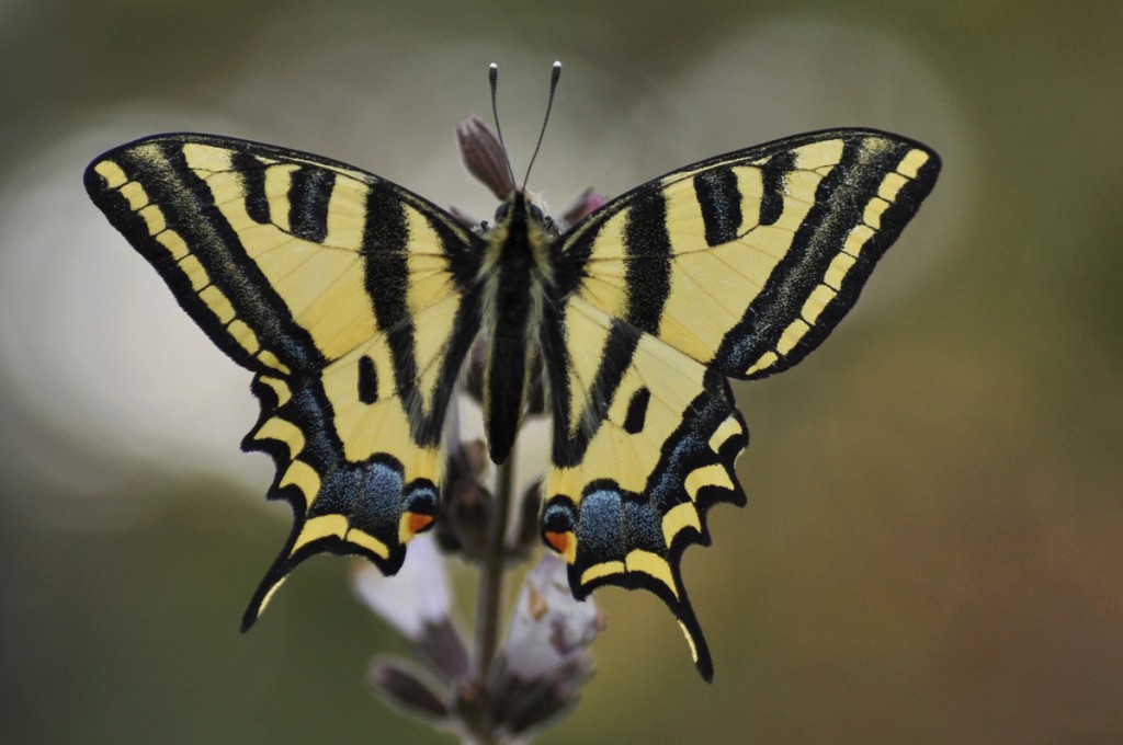 Papilio alexanor Goula Katerina