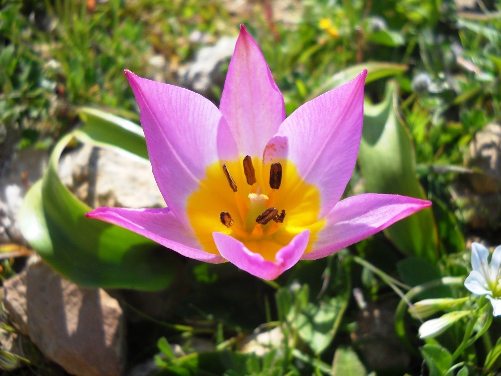 Tulipa saxatilis Bazos Giannis