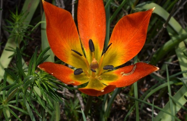 2022may14 karya corinthias tulipa orphanidea 2