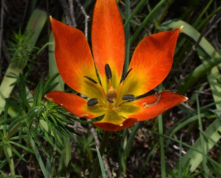 2022may14 karya corinthias tulipa orphanidea 2