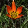 Tulipa orphanidea – Λουλούδι για τα 185 χρόνια του ΕΚΠΑ