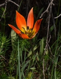2022may14 karya corinthias tulipa orphanidea 3