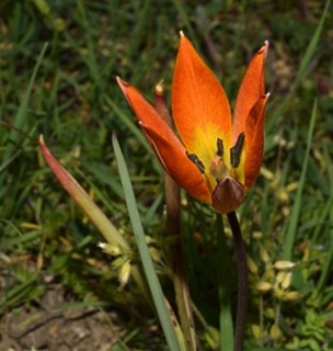 2022may14 karya corinthias tulipa orphanidea 6