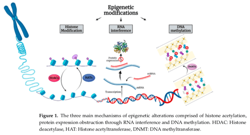 TEN epigenetics Fig 1