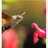 Πολύχρωμα φωτογραφικά στιγμιότυπα από τον Βοτανικό Κήπο Ιουλίας και Αλεξάνδρου Ν. Διομήδους