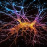 Κάθε εγκέφαλος είναι διαφορετικός: Νέες προεκτάσεις για τις εγκεφαλικές ασυμμετρίες και τις κλινικές επιπτώσεις τους | Άρθρο με τη συμμετοχή της Επ. Καθηγήτριας του Ε.Κ.Π.Α. Μαριέττας Παπαδάτου-Παστού