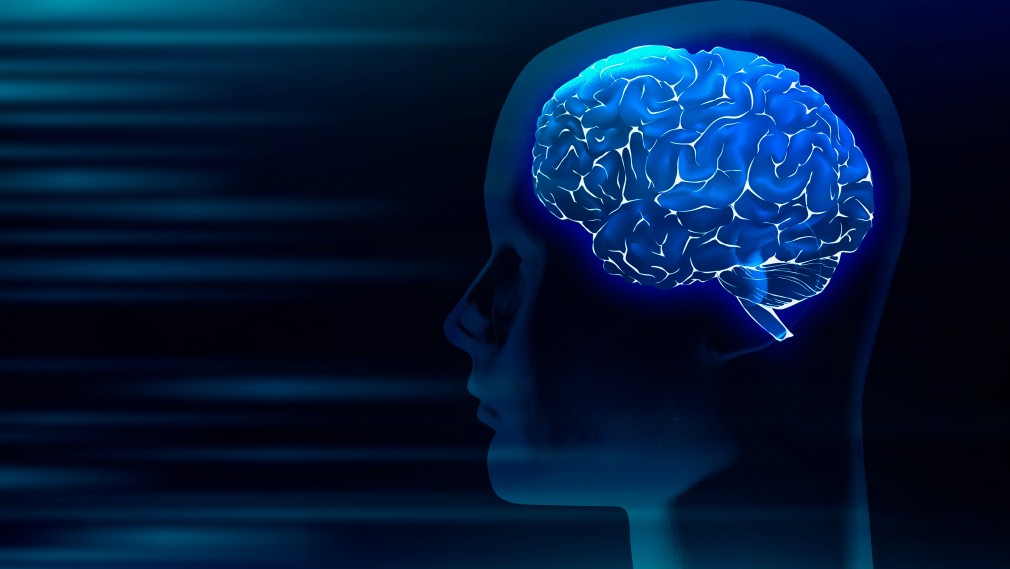 Human brain medical digital illustration