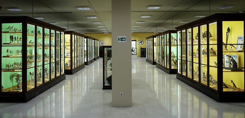 Η νέα ταινία του Μουσείου Ζωολογίας του ΕΚΠΑ είναι διαθέσιμη στο κανάλι του μουσείου στο Youtube